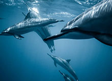 足球游戏-争议！普比尔禁区手接门将传球，主裁与VAR均未作表示